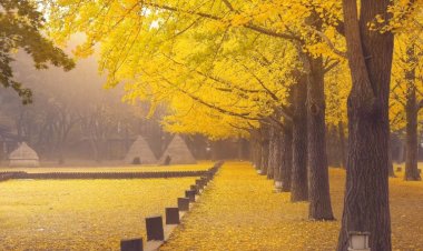 Rekomendasi 5 Destinasi Wisata Korea Selatan Terpopuler 2024